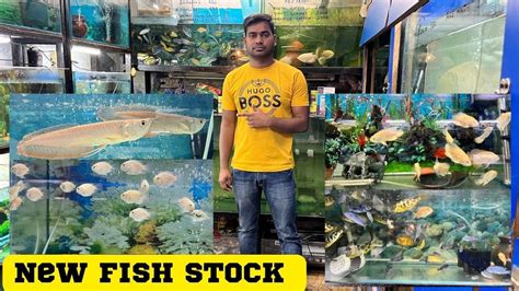 Fish Point 786 Fish Aquarium Shop in chandigarh